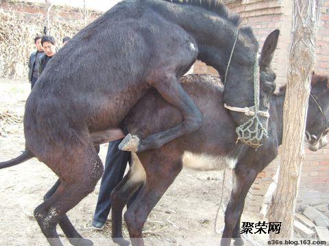 關(guān)于毛驢最新價(jià)格趨勢(shì)分析——聚焦2017年市場(chǎng)變化，毛驢最新價(jià)格趨勢(shì)分析，聚焦市場(chǎng)變化，揭示2017年走向