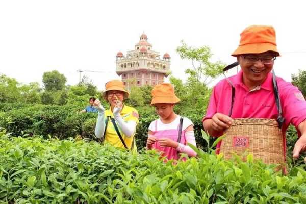 茶園招聘信息最新消息，探索茶葉產(chǎn)業(yè)的繁榮與機(jī)遇，茶園最新招聘信息揭秘，茶葉產(chǎn)業(yè)的繁榮與職業(yè)機(jī)遇探索
