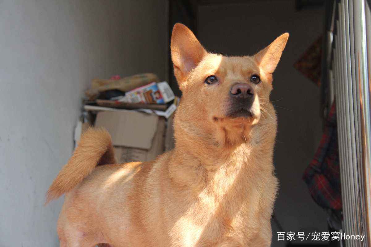 澳門一碼一肖一待一中四不像，探索神秘與現(xiàn)實(shí)的交織，澳門神秘現(xiàn)象揭秘，一碼一肖一待一中四不像的探索之旅