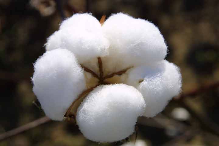 今日籽棉花價格最新價格動態(tài)分析，今日籽棉花價格動態(tài)分析與市場走勢預(yù)測