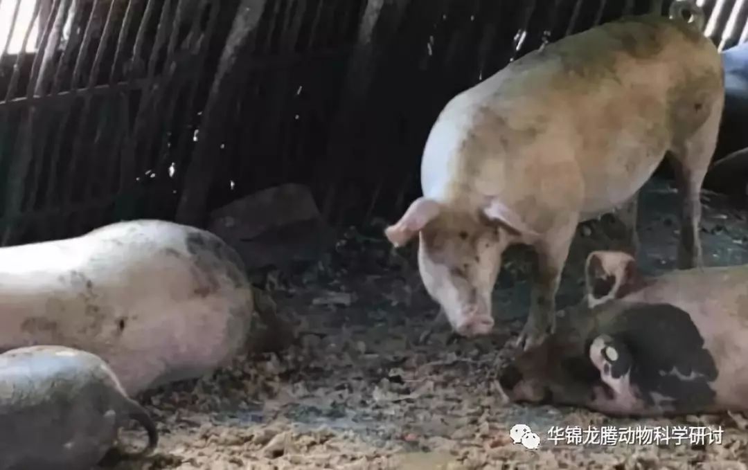 全國(guó)豬瘟疫情最新消息，全面防控，保障畜牧業(yè)健康發(fā)展，全國(guó)豬瘟疫情最新動(dòng)態(tài)，全面防控，保障畜牧業(yè)穩(wěn)健發(fā)展
