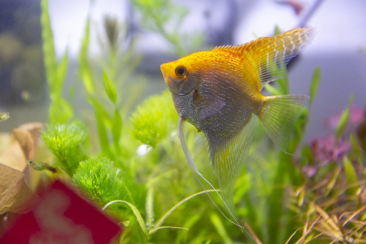 最新熱帶魚，熱帶海洋的璀璨明珠，熱帶魚新發(fā)現(xiàn)，璀璨明珠閃耀海洋世界