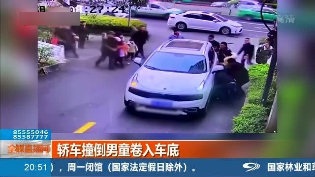 四川一小熊貓疑被車(chē)輛撞倒，悲劇背后的反思與呼喚保護(hù)意識(shí)的覺(jué)醒，四川小熊貓被撞悲劇引發(fā)反思，呼喚保護(hù)意識(shí)的覺(jué)醒