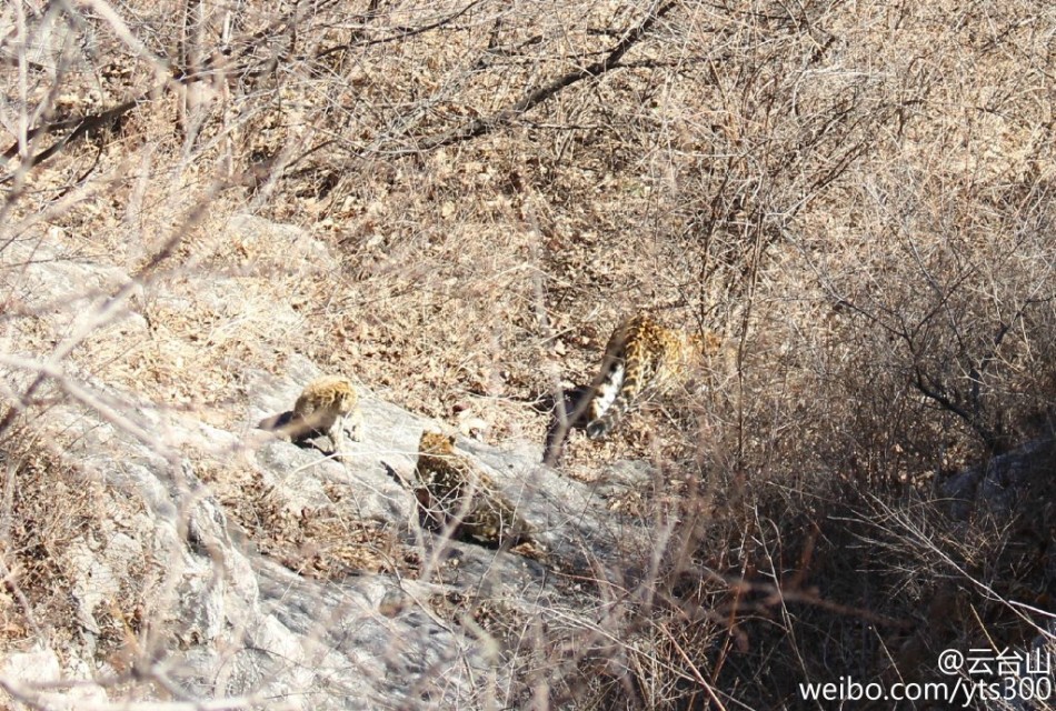 四不像正版與正版四不像，探究正版內(nèi)容的多元形態(tài)與版權(quán)保護(hù)的重要性，正版內(nèi)容的多元形態(tài)與版權(quán)保護(hù)的重要性探究，四不像正版與正版四不像的探討