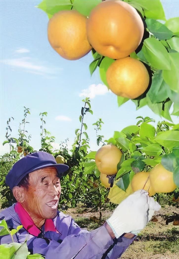 智慧農(nóng)業(yè)未來十倍牛股，重塑農(nóng)業(yè)生態(tài)的無限潛力，智慧農(nóng)業(yè)重塑生態(tài)潛力，未來十倍牛股展望