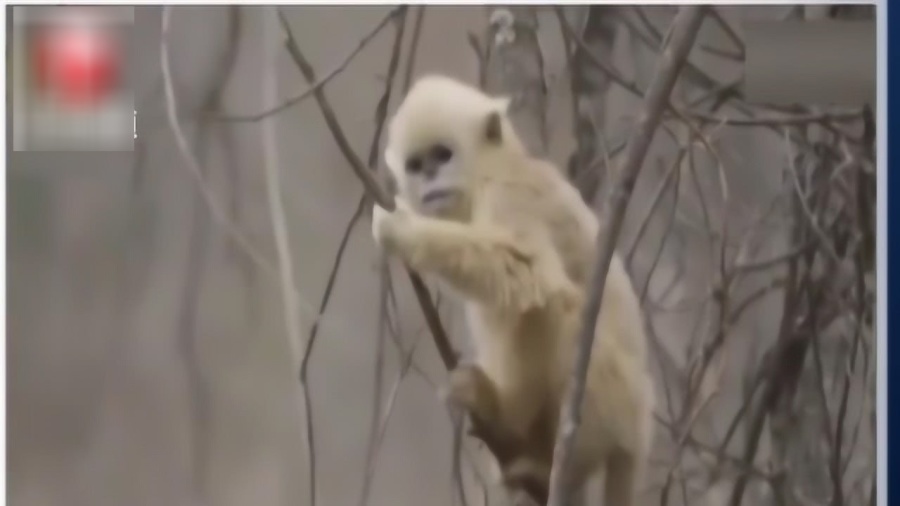 猴子最新網(wǎng)名，探索網(wǎng)絡身份與動物形象的新紀元，探索新紀元，猴子的最新網(wǎng)名與動物形象網(wǎng)絡身份探索