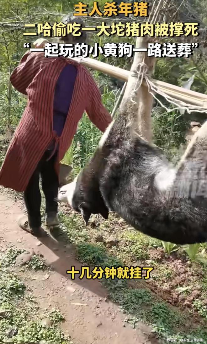 主人殺年豬，狗狗偷吃豬肉被撐死，主人殺年豬引發(fā)悲劇，狗狗偷吃豬肉喪命