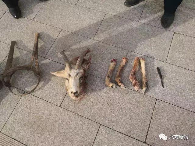 男子撞死二級保護動物被判賠1.5萬，法律對野生動物保護的警示，男子撞死二級保護動物獲判賠1.5萬，法律對野生動物保護的嚴肅警示