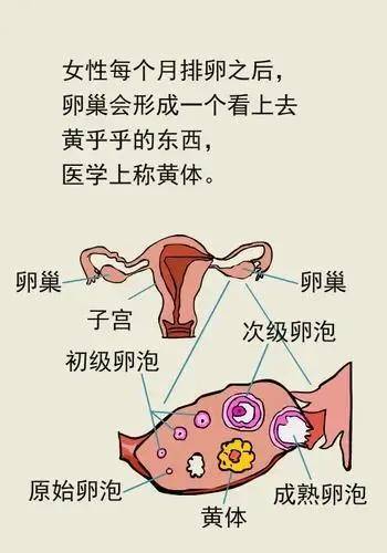 如何預(yù)防黃體破裂，如何預(yù)防黃體破裂的方法與措施