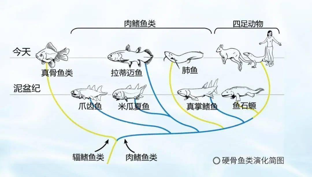 魚類行為與生存策略，適應(yīng)環(huán)境的智慧展現(xiàn)，魚類行為與生存策略，展現(xiàn)適應(yīng)環(huán)境的智慧