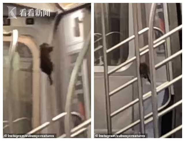 被地鐵逃生當(dāng)老鼠，生存與挑戰(zhàn)的寓言，地鐵逃生，生存寓言中的老鼠挑戰(zhàn)之路