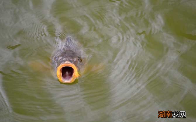 鯉魚吐口水之謎，探尋背后的原因與意義，鯉魚吐口水之謎，探尋背后的原因及其意義