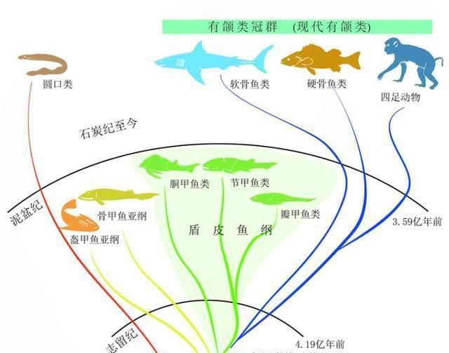 魚類進化論的爭議，歷史、現(xiàn)狀與展望，魚類進化論的爭議，歷史沿革、現(xiàn)狀審視與未來展望