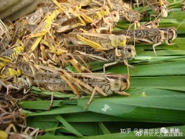 蝗蟲最新去向，全球視野下的遷徙動(dòng)態(tài)與防治策略，全球視野下的蝗蟲遷徙動(dòng)態(tài)，最新去向與防治策略
