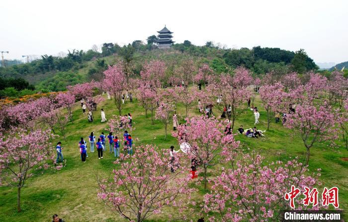 最新春景圖片，綻放的生命與無限的希望，春景綻放，生命新綠與無限希望之美圖