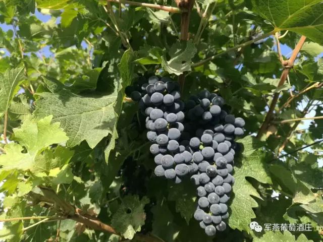 葡萄成熟時(shí)，三種語(yǔ)言的韻味與完整故事，葡萄成熟時(shí)的三種語(yǔ)言韻味與故事完整呈現(xiàn)
