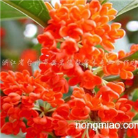 澳彩狀元紅97049cm查詢，探索彩票世界的神秘面紗，澳彩狀元紅97049cm查詢揭秘彩票世界的神秘面紗