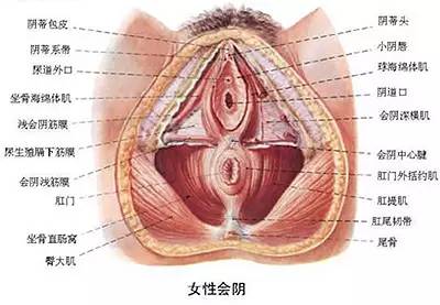 女性生殖外觀圖示各結(jié)構(gòu)詳解，女性生殖器官外觀圖示與結(jié)構(gòu)詳解