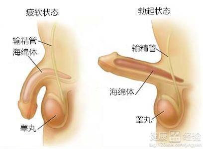 男人吃什么性功能持久一點(diǎn)，營(yíng)養(yǎng)與健康的探討，男人如何通過(guò)飲食增強(qiáng)性功能持久力，營(yíng)養(yǎng)與健康探討之道