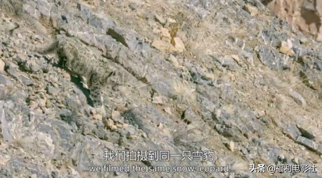 雪豹突擊隊，新疆的勇者無畏，雪豹突擊隊，新疆勇者無畏的壯麗傳奇