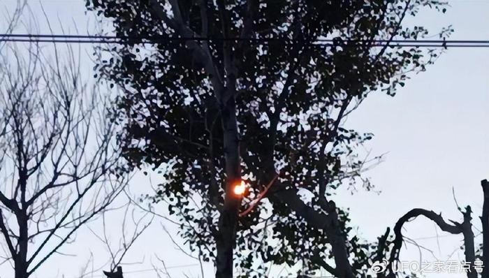 激光砍樹騙局揭秘，真相背后的利益與謊言，激光砍樹背后的騙局真相與利益謊言揭秘