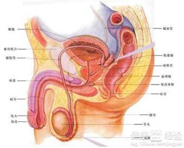 前列腺炎對男性健康的影響，深入了解與應(yīng)對，前列腺炎對男性健康的影響，全面解析與應(yīng)對策略