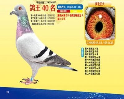 王中王四馬一肖，傳奇的組合與深藏的奧秘，王中王四馬一肖，傳奇組合背后的奧秘與故事