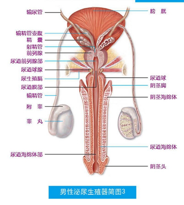 男性泌尿系統(tǒng)，功能與健康的守護(hù)，男性泌尿系統(tǒng)功能與健康守護(hù)之道