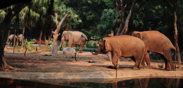 長隆野生動物園悲劇，一次不可預(yù)見的咬死人事件，長隆野生動物園發(fā)生咬人致死事件，一次不可預(yù)見的悲劇
