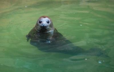 濟(jì)南野生動(dòng)物園，自然與動(dòng)物的和諧樂(lè)章，濟(jì)南野生動(dòng)物園，自然與動(dòng)物的和諧交響樂(lè)章