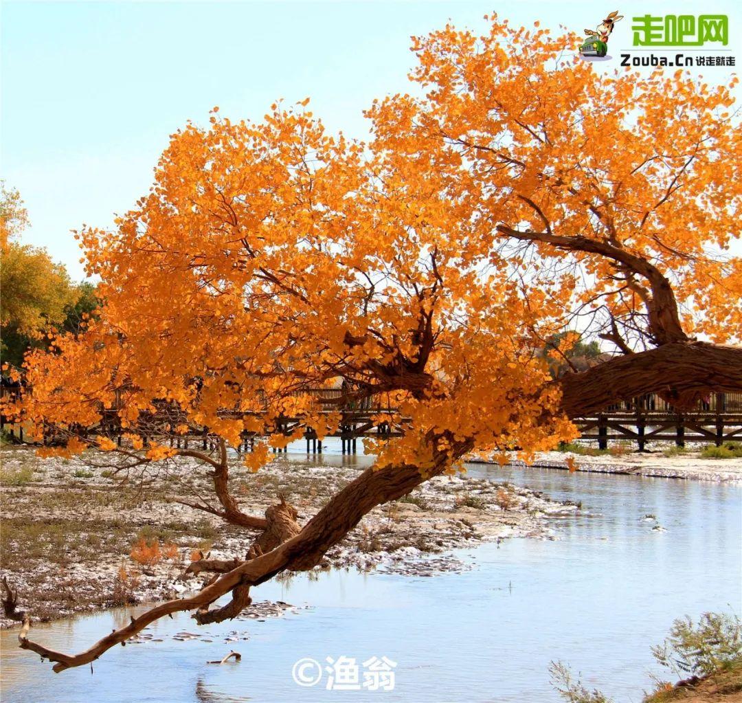 額濟(jì)納旗胡楊林旅游攻略，額濟(jì)納旗胡楊林探險秘籍，全方位旅游攻略指南