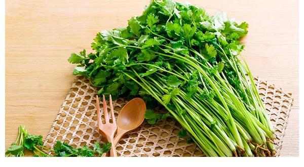 香菜根的功效及其對人體健康的積極影響，香菜根的功效與對健康的積極影響探索