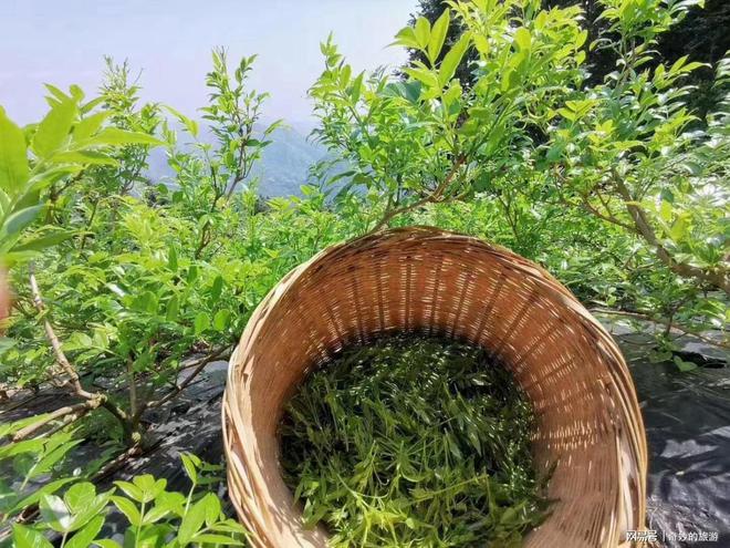 莓茶，神奇的功效與作用，莓茶，神奇功效與獨(dú)特作用揭秘