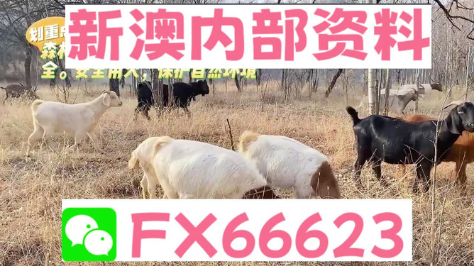 新澳2024今晚資料分析預(yù)測，新澳2024今晚資料分析預(yù)測報(bào)告解讀