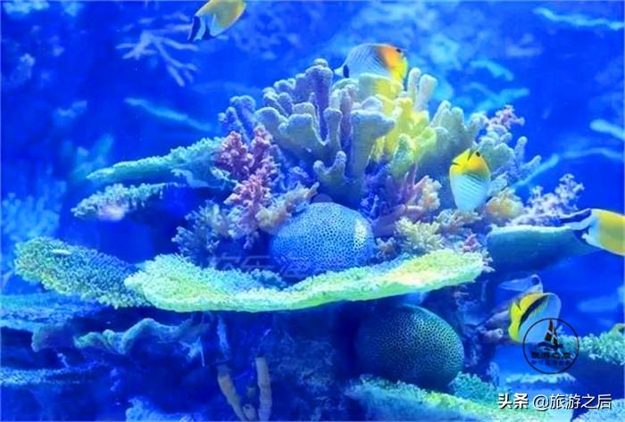 深圳小梅沙海洋世界的魅力之旅，深圳小梅沙海洋世界探秘之旅