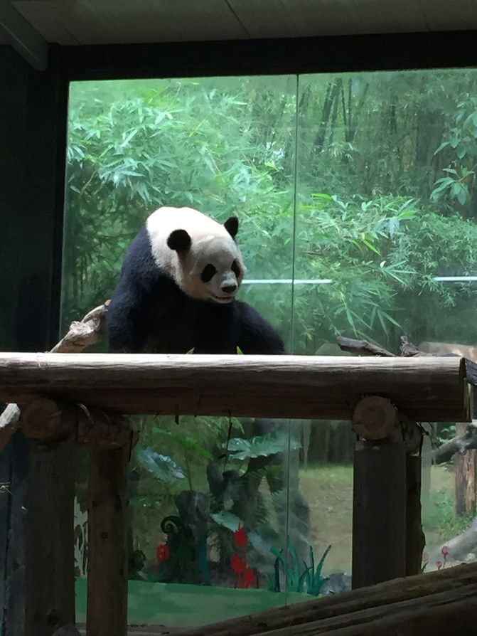 長隆動物園一日游攻略，長隆動物園一日游攻略詳解