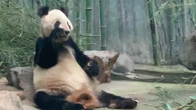 北京動(dòng)物園購票指南，能否當(dāng)天購票？，北京動(dòng)物園購票攻略，當(dāng)天購票可行性解析