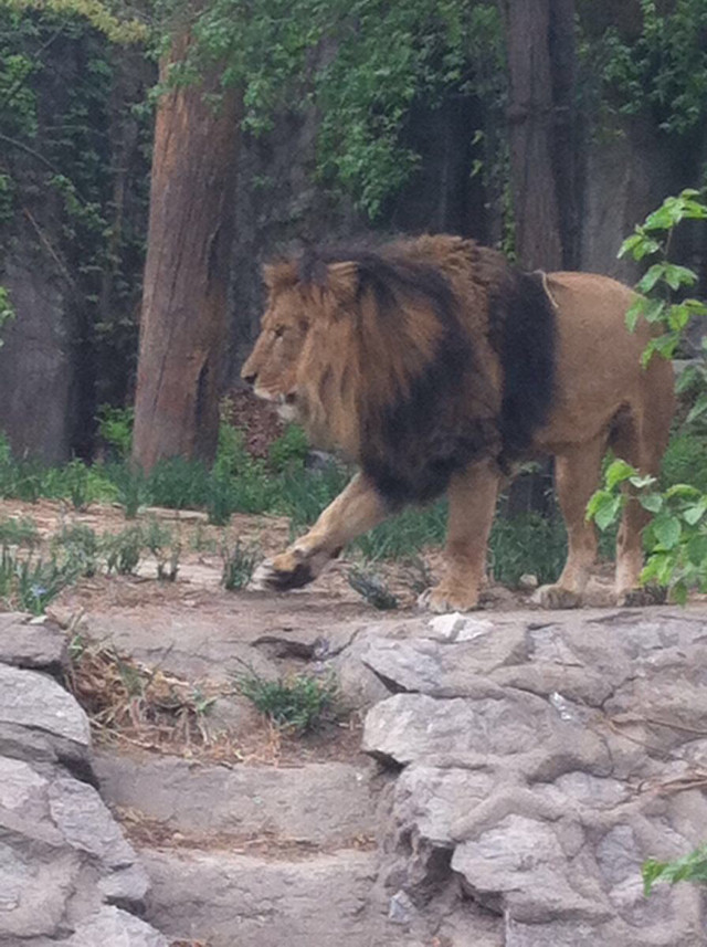 北京動物園攻略一日游，探索動物王國的精彩之旅，北京動物園一日游攻略，探索動物王國的精彩探險之旅