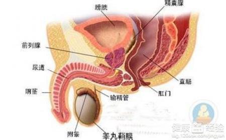睪丸炎的診療，探索治療的可行性與挑戰(zhàn)，睪丸炎診療，探索治療可行性與應(yīng)對挑戰(zhàn)