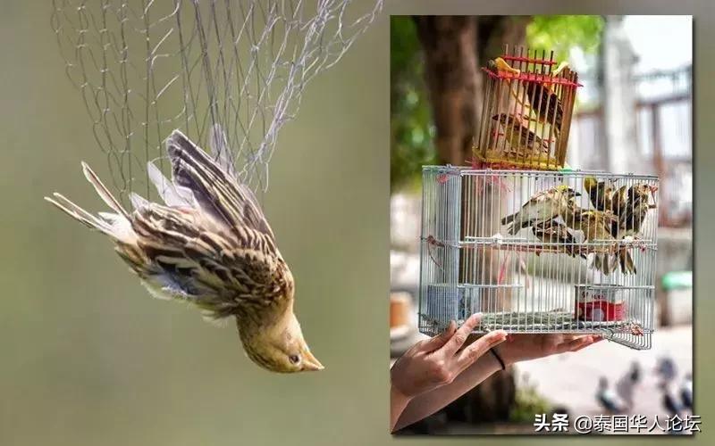 泰國(guó)之行，10000泰銖，五天的奇妙探險(xiǎn)夠嗎？，泰國(guó)之行，五天的奇妙探險(xiǎn)，預(yù)算一萬(wàn)泰銖夠嗎？