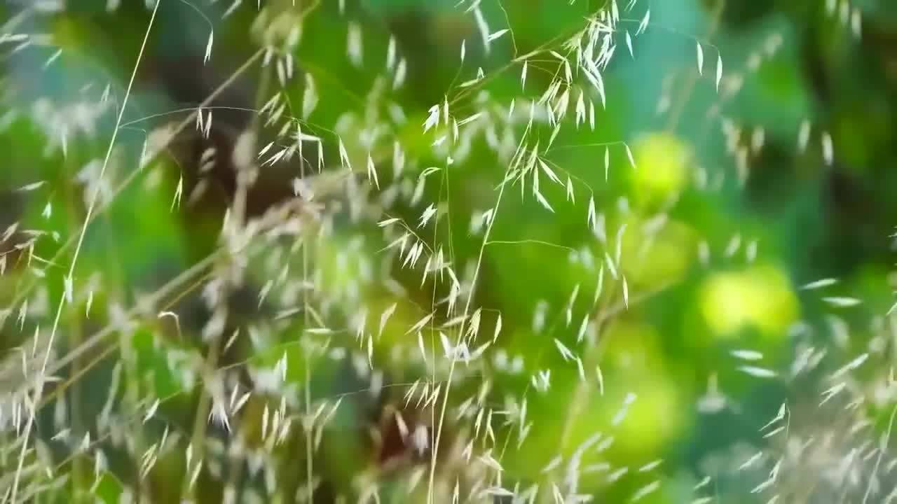 惠蘭放松冥想音樂(lè)與優(yōu)質(zhì)睡眠的奧秘，惠蘭放松冥想音樂(lè)，解鎖優(yōu)質(zhì)睡眠的奧秘