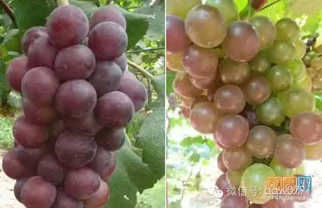 葡萄成熟時(shí)，一場(chǎng)免費(fèi)的藝術(shù)盛宴，葡萄成熟時(shí)藝術(shù)盛宴，免費(fèi)欣賞的藝術(shù)之旅