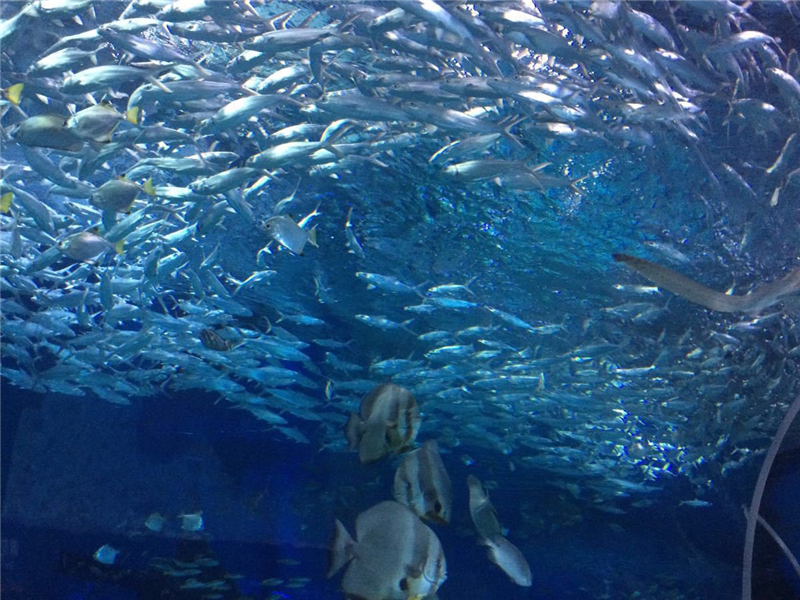 海洋探索之旅