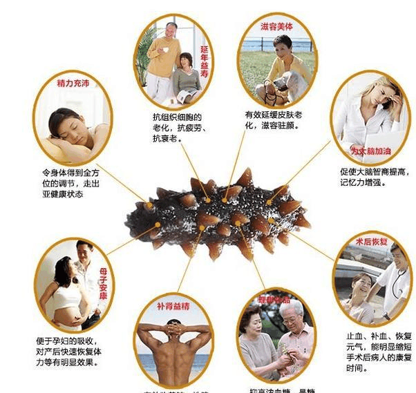 海參，揭示其獨(dú)特的功效與作用，海參，獨(dú)特功效與作用揭秘