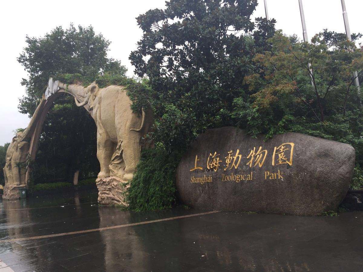 上海動物園與上海野生動物園，城市中的自然對決，上海城市中的自然對決，動物園與野生動物園的對比