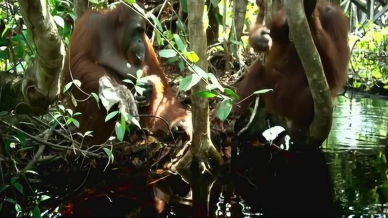 動物世界的力量與人類軟件的進步，一種全新的視角，動物力量與人類軟件進步，創(chuàng)新視角探究發(fā)展之道