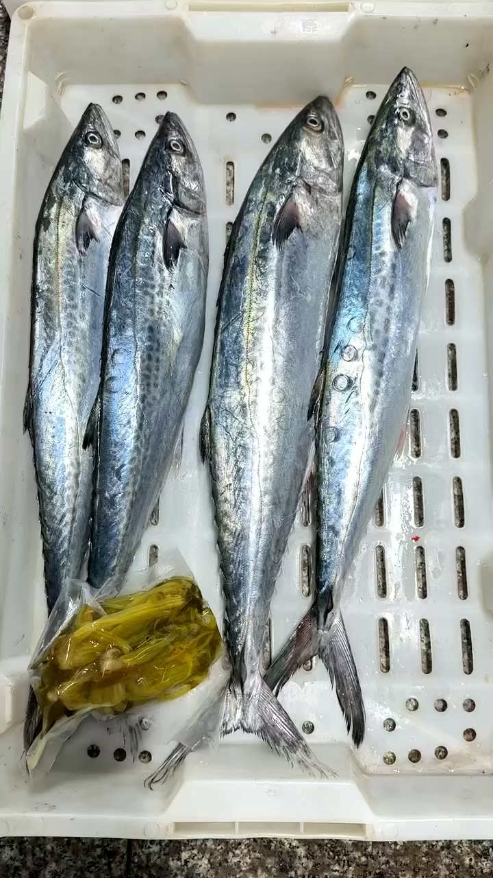 馬鮫魚(yú)的魅力，海洋中的美食之星，馬鮫魚(yú)，海洋中的美食之星，魅力無(wú)限