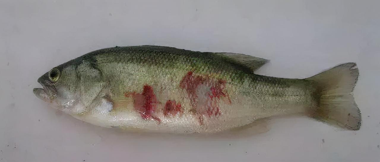 鱸魚為何被稱為癌魚，探尋名稱背后的真相，鱸魚為何被稱為癌魚？揭秘背后的真相。