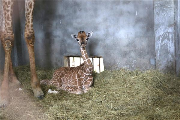 淹城野生動(dòng)物園自駕攻略，探索自然，親近野生之美，淹城野生動(dòng)物園自駕攻略，探索自然奧秘，親近野生之美