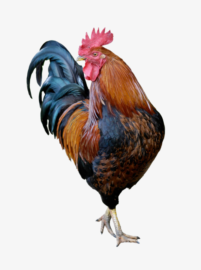 探索未來(lái)的澳門(mén)——關(guān)于新澳門(mén)資料雞號(hào)的深度解析，澳門(mén)未來(lái)展望，深度解析新澳門(mén)資料雞號(hào)